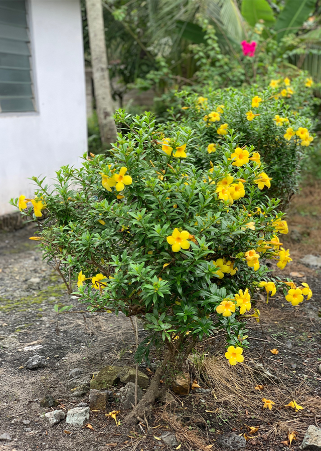 Penyebaran Alamanda