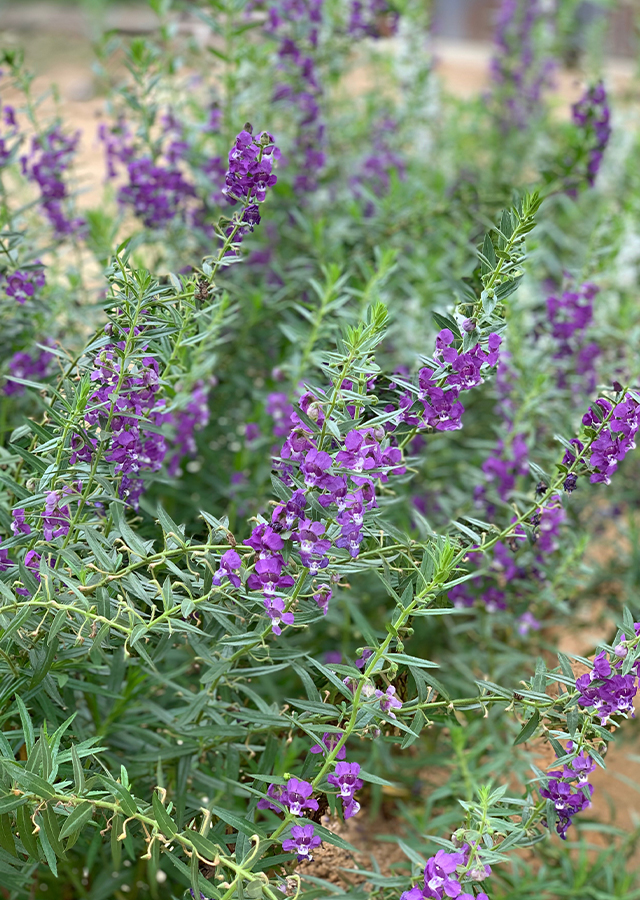 Penyebaran Angelonia Lavender Palsu