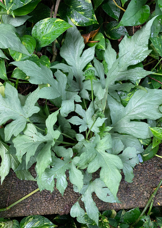 Penyebaran Anthurium Konde