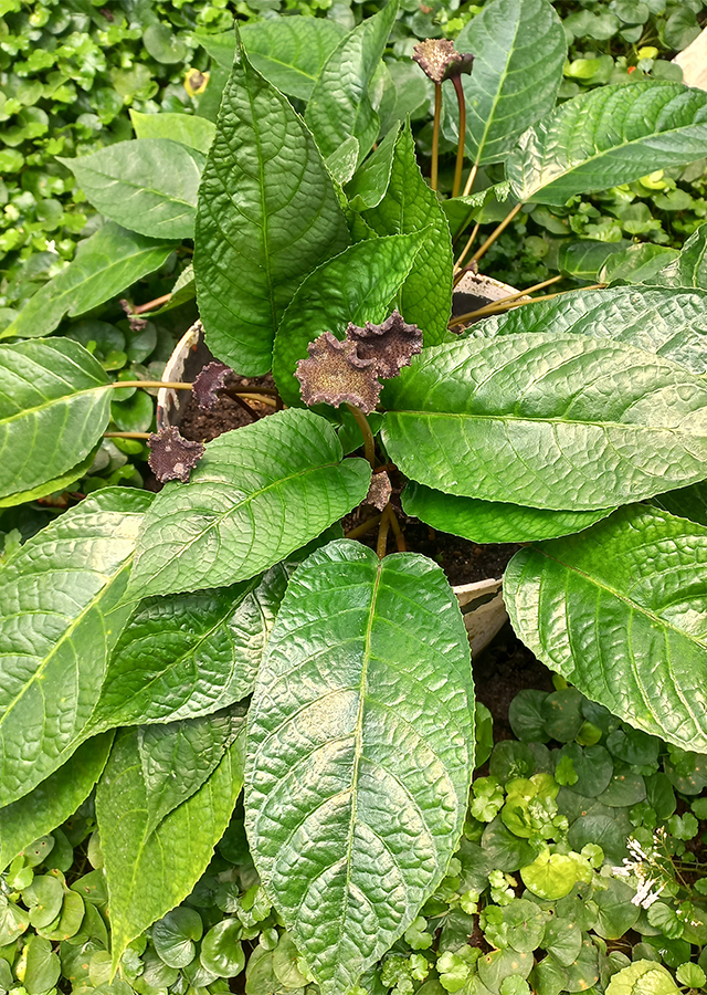 Penyebaran Anthurium Tusuk Konde Hitam