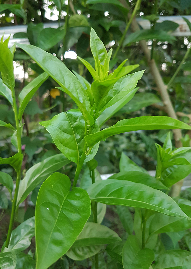 Penyebaran Arum Dalu