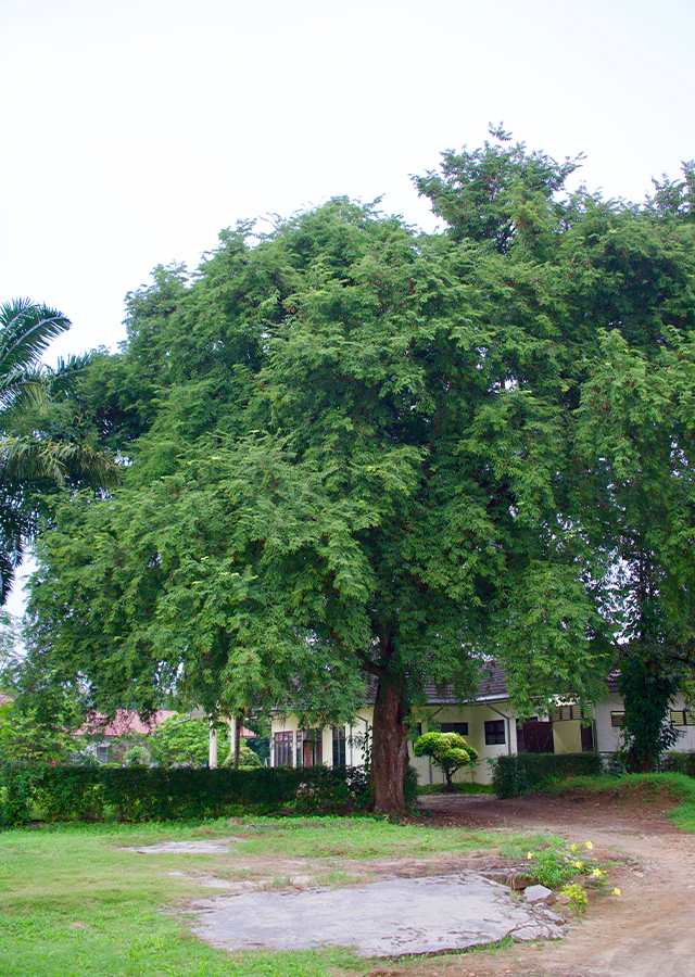 Penyebaran Asam Jawa