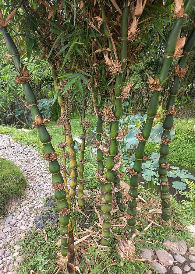 Penyebaran Bambu Budha