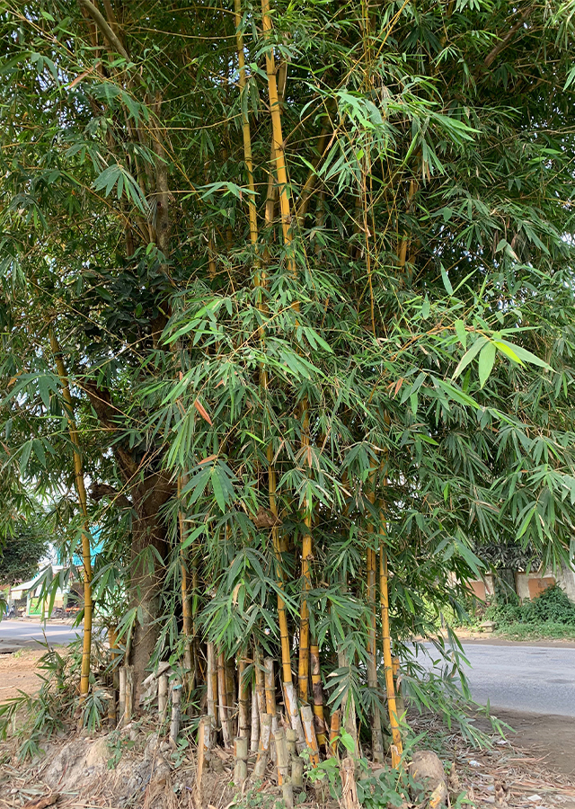 Penyebaran Bambu Kuning