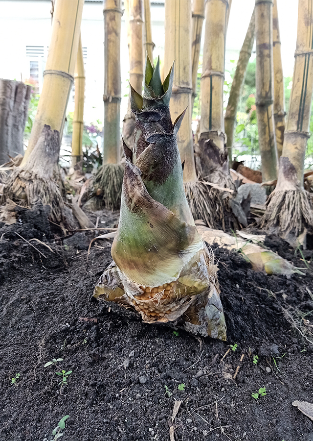 Penyebaran Bambu Kuning