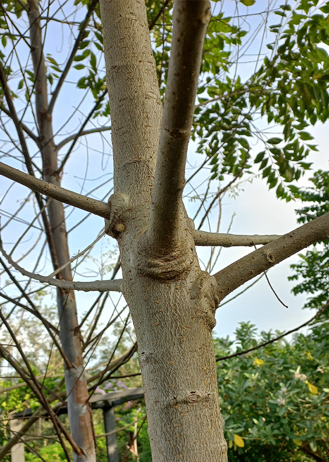 Penyebaran Baobab