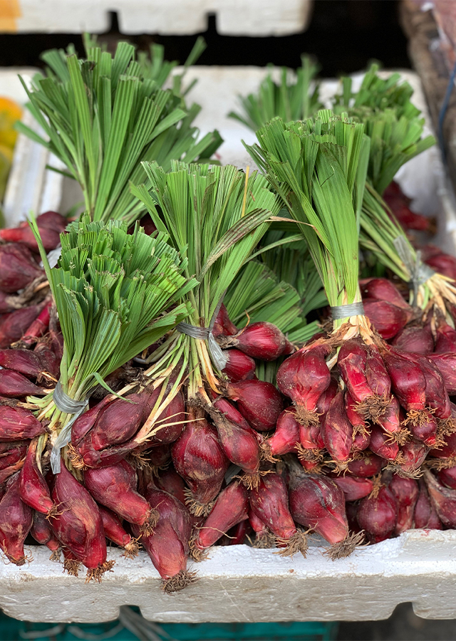 Penyebaran Bawang Dayak