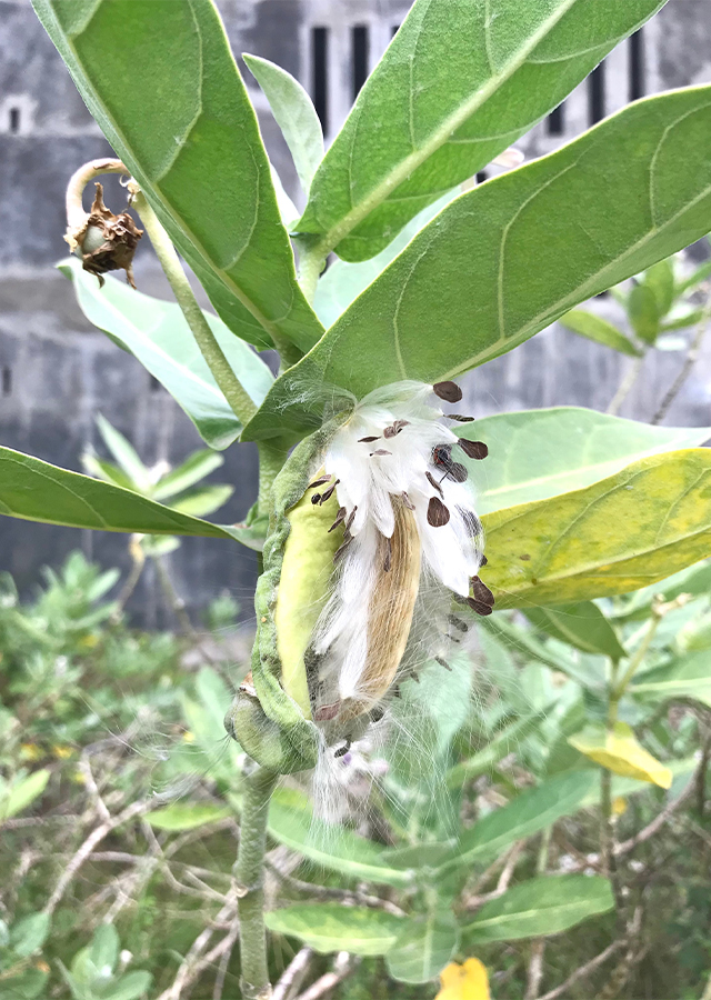 Penyebaran Biduri