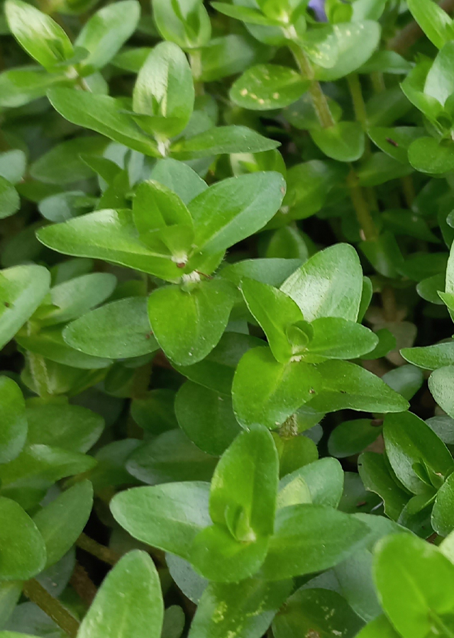 Penyebaran Blue Water Hyssop