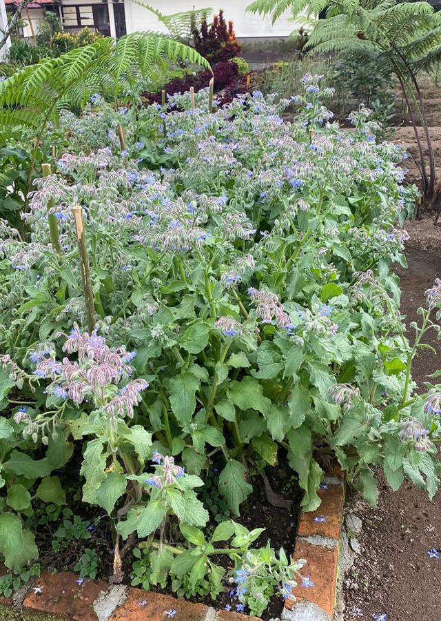 Penyebaran Borage