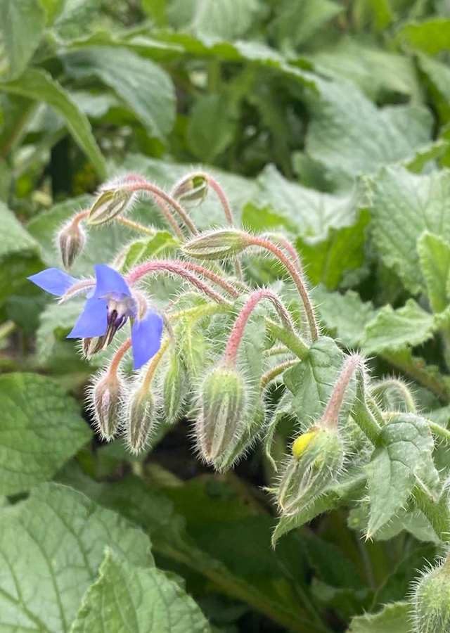 Penyebaran Borage