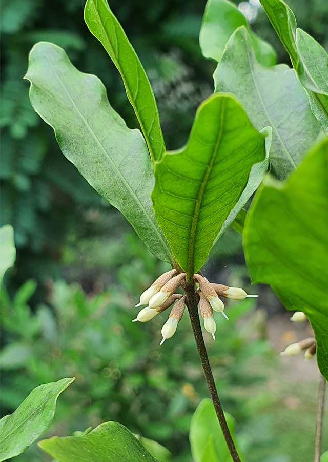 Penyebaran Buah Ajaib