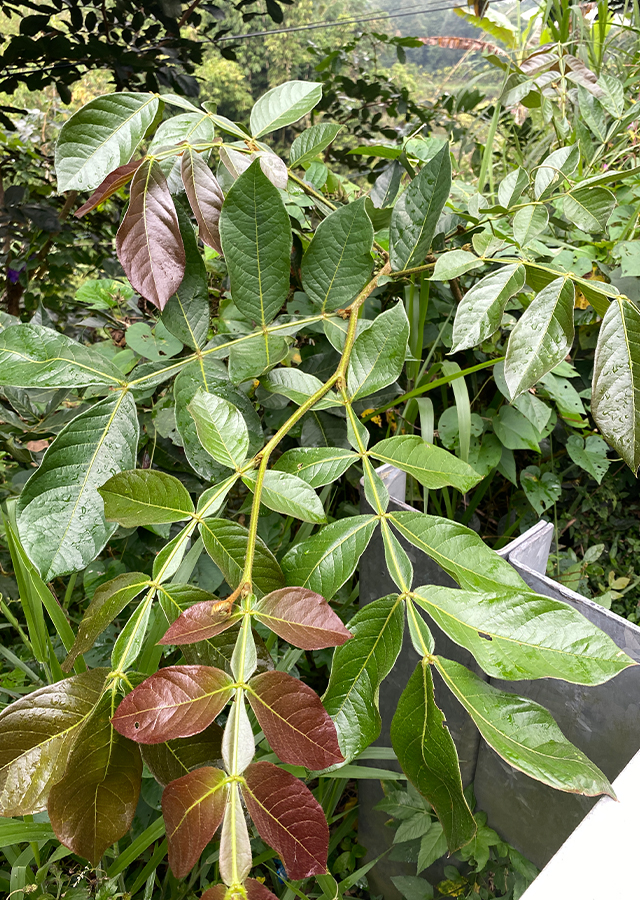 Penyebaran Buah Salju