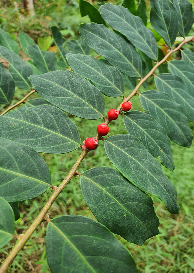 Penyebaran Buah Tinta