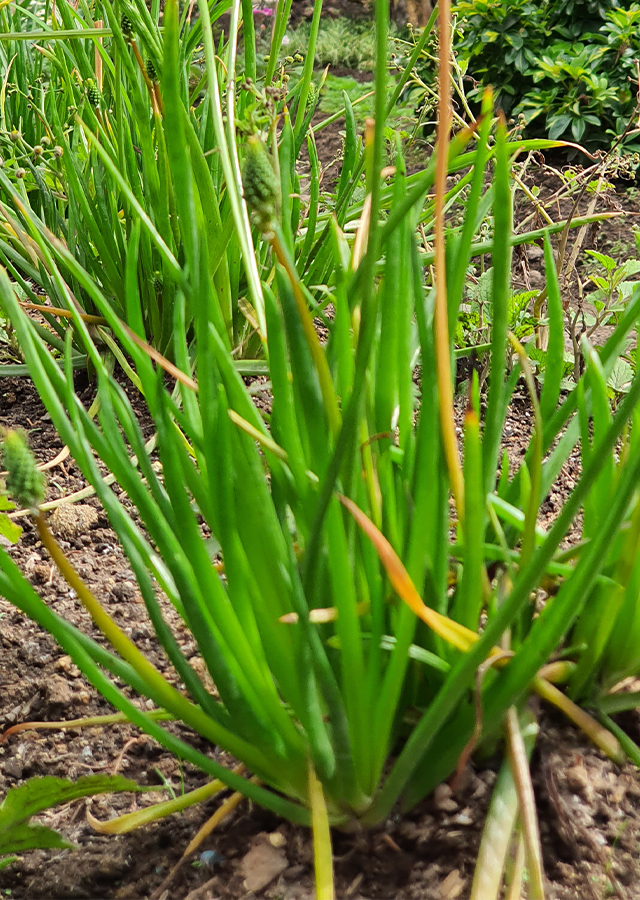 Penyebaran Bulbine frutescens