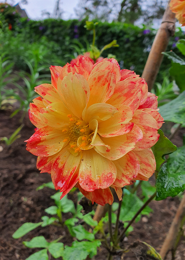 Penyebaran Bunga Dahlia