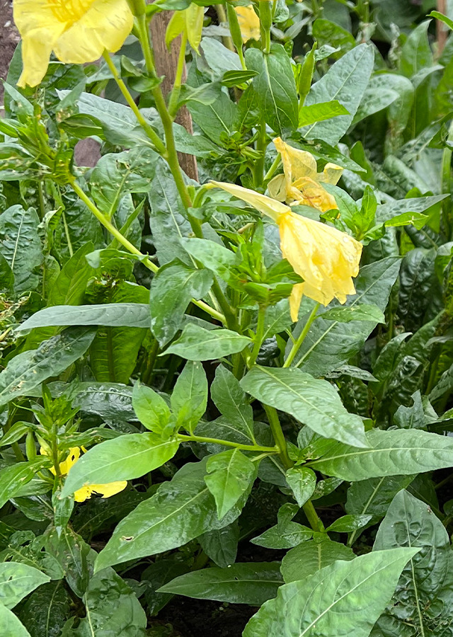 Penyebaran Bunga Evening Primrose