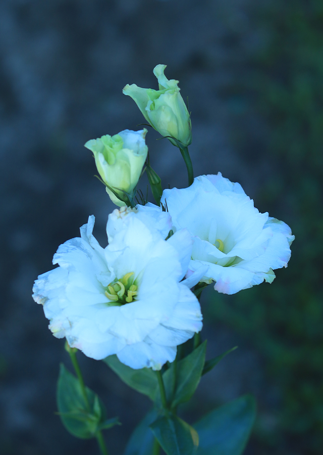 Penyebaran Bunga Lisianthus