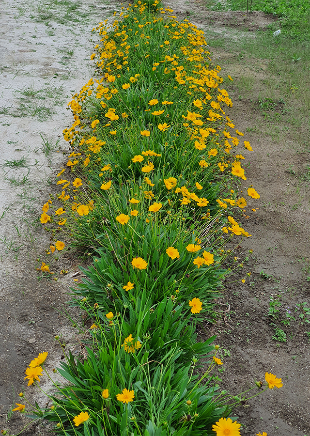 Penyebaran Bunga Renda Kuning