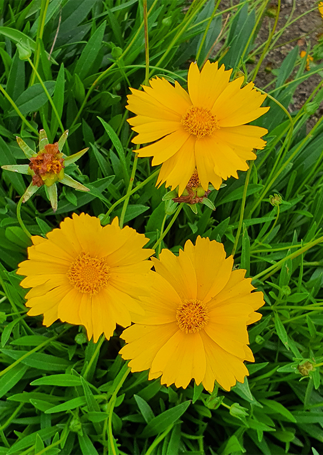 Penyebaran Bunga Renda Kuning