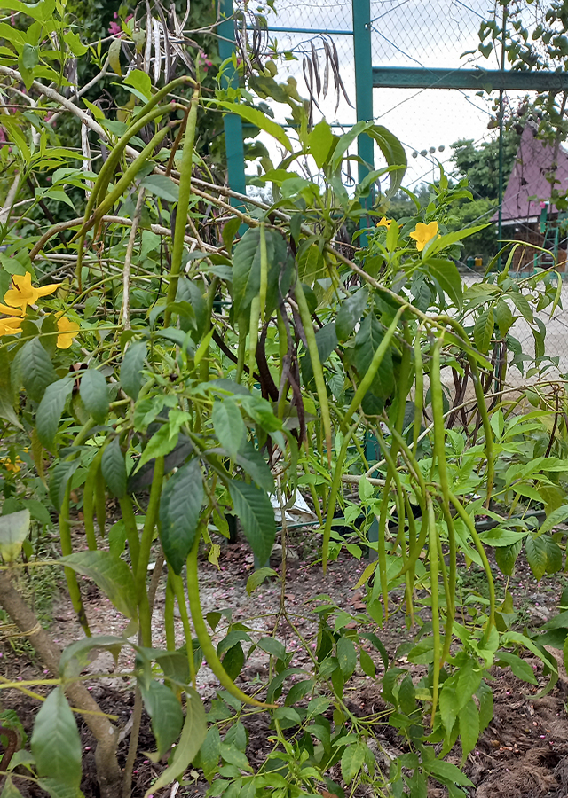 Penyebaran Bunga Terompet Kuning