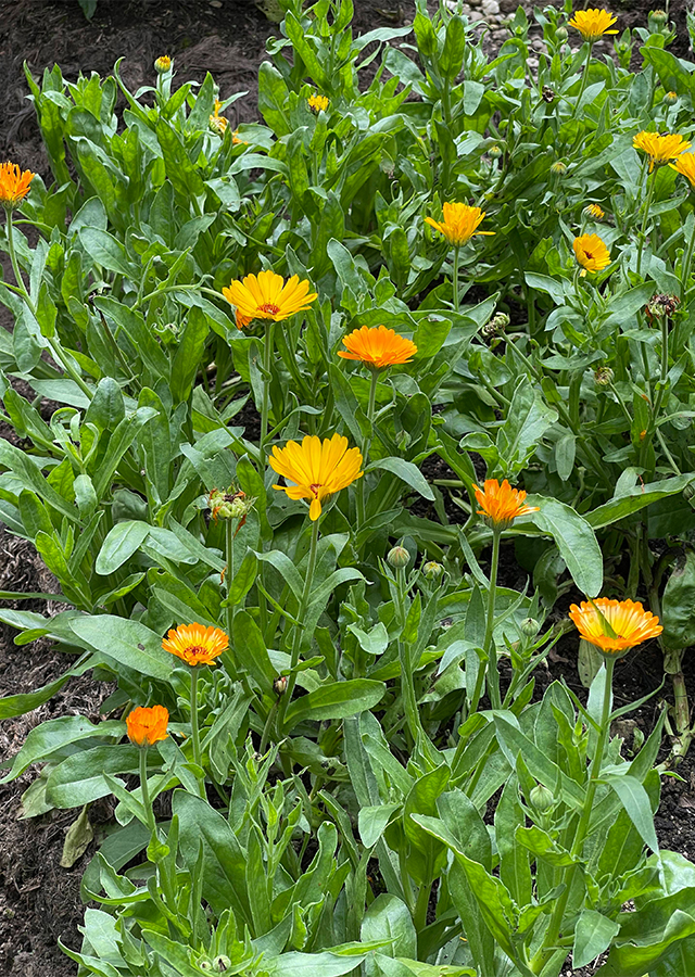 Penyebaran Calendula