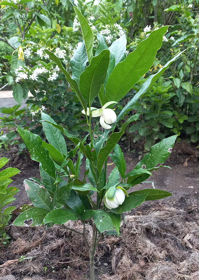 Penyebaran Cempaka Telur