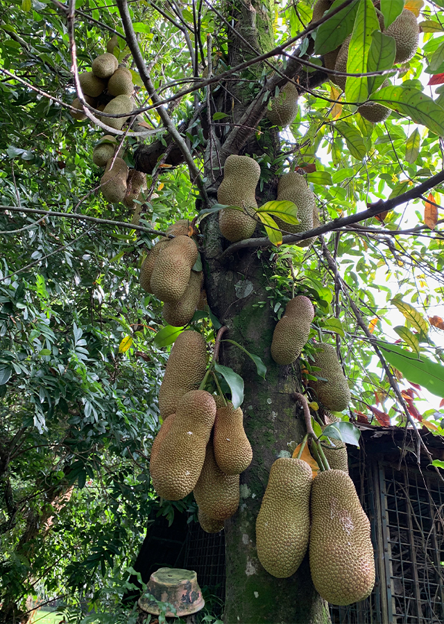 Penyebaran Cempedak