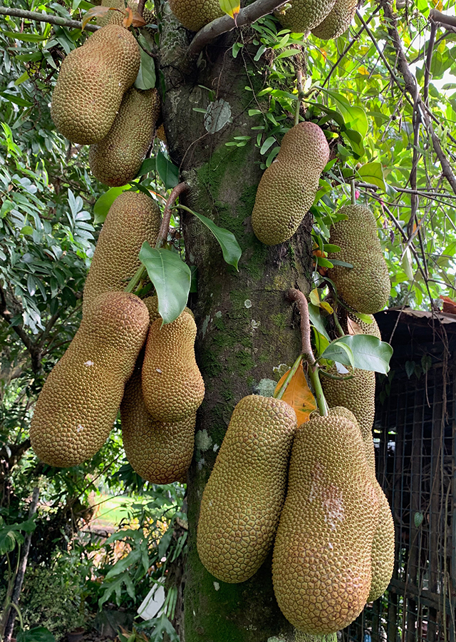 Penyebaran Cempedak