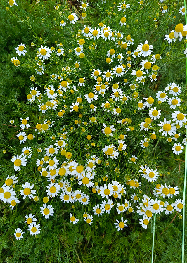 Penyebaran Chamomile