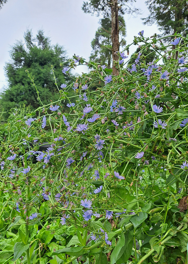 Penyebaran Chicory