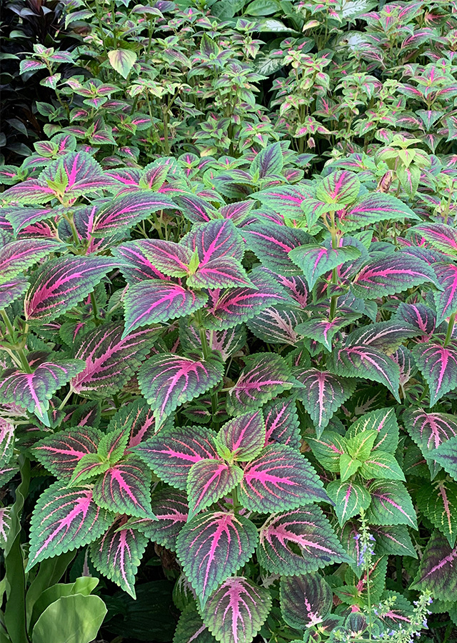 Penyebaran Coleus (Miana)