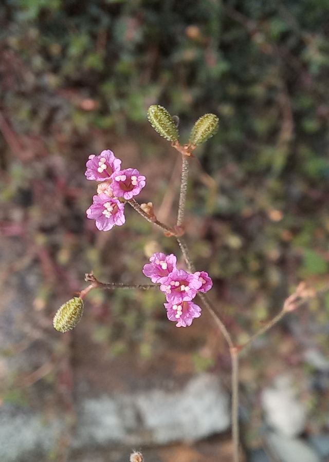 Penyebaran Daun Cakaran Putih