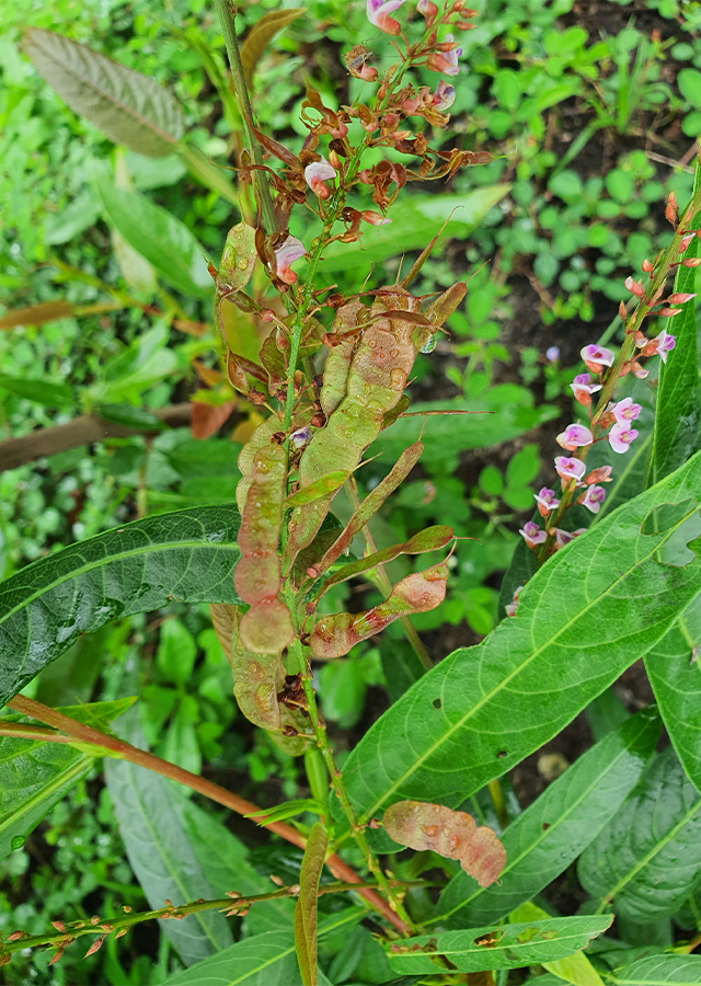 Penyebaran Daun Duduk