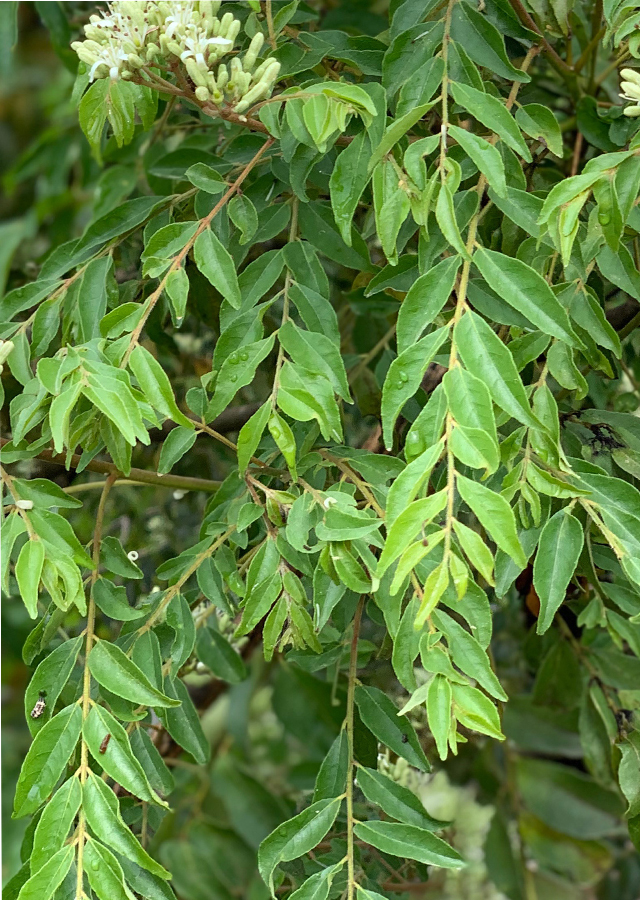 Penyebaran Daun Kari