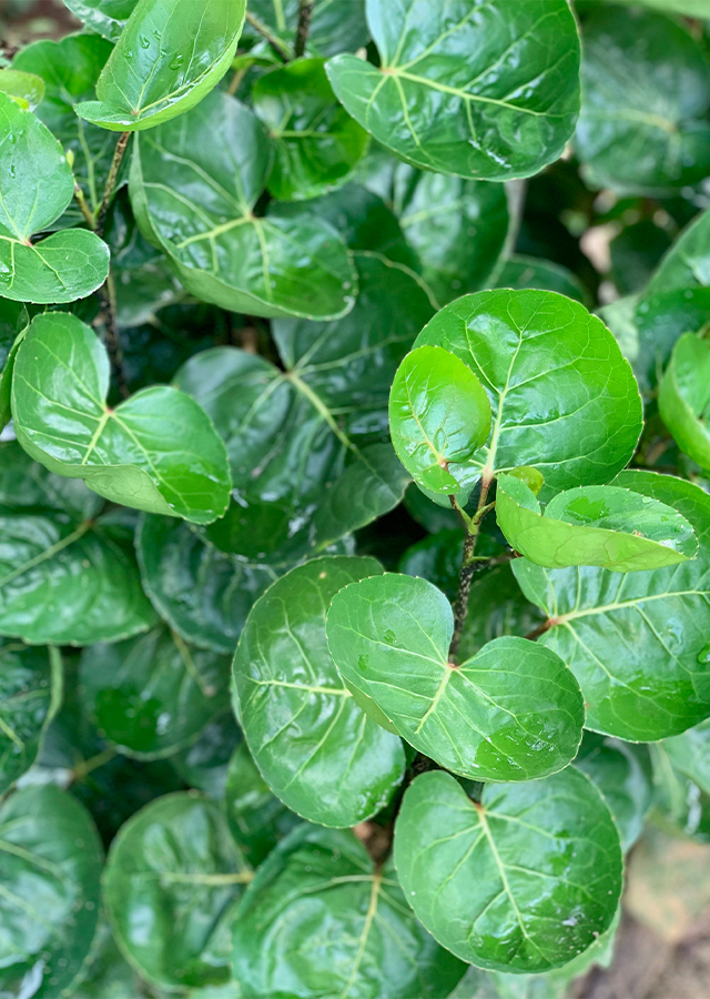 Penyebaran Daun Mangkok