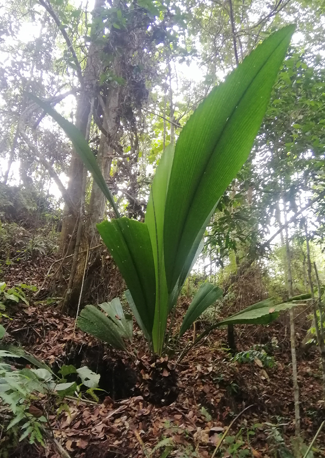 Penyebaran Daun Sang