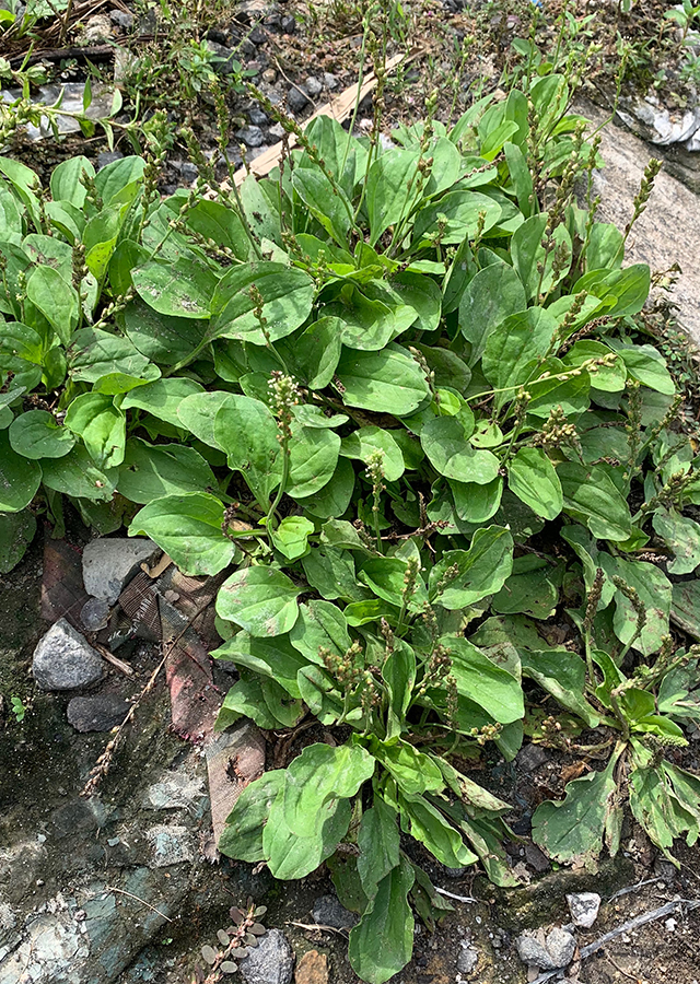 Penyebaran Daun Sendok