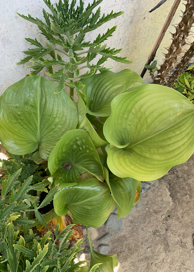 Penyebaran Daun Tepung Tawar