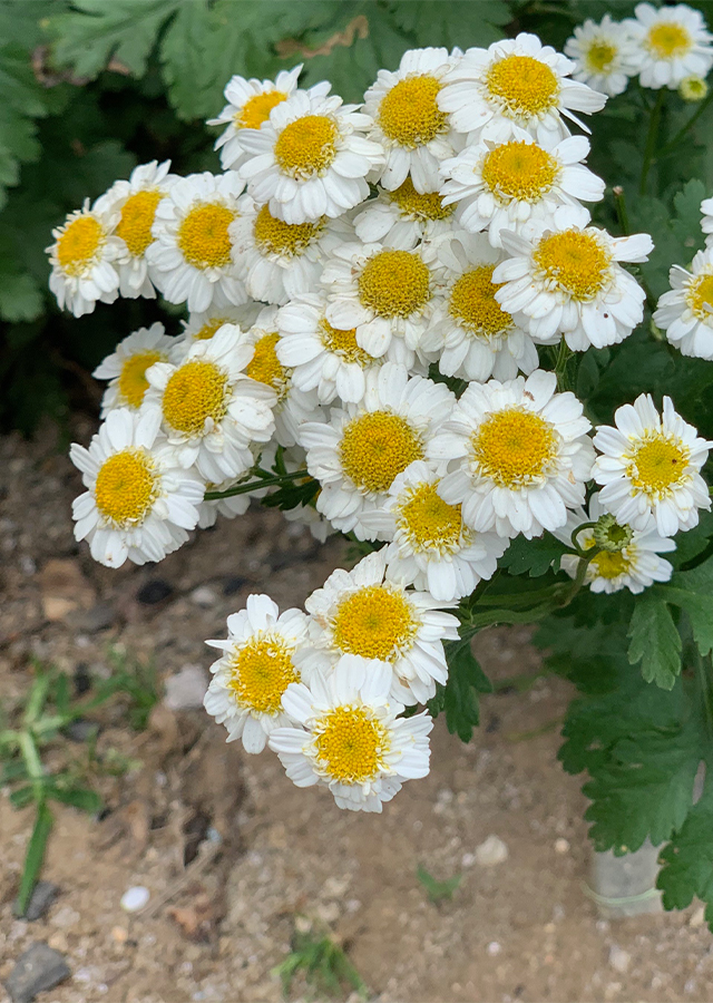 Penyebaran Feverfew