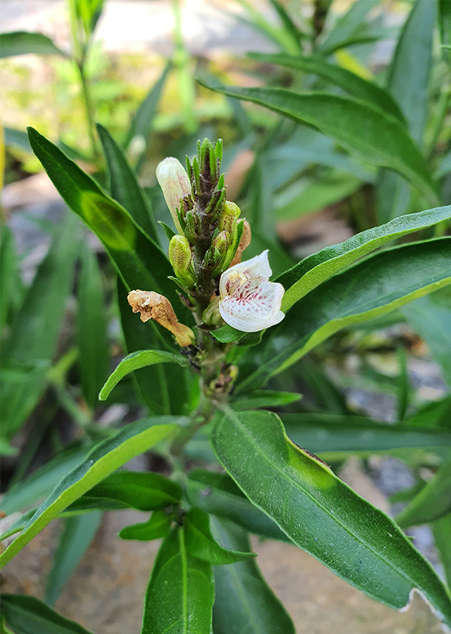 Penyebaran Gandarusa