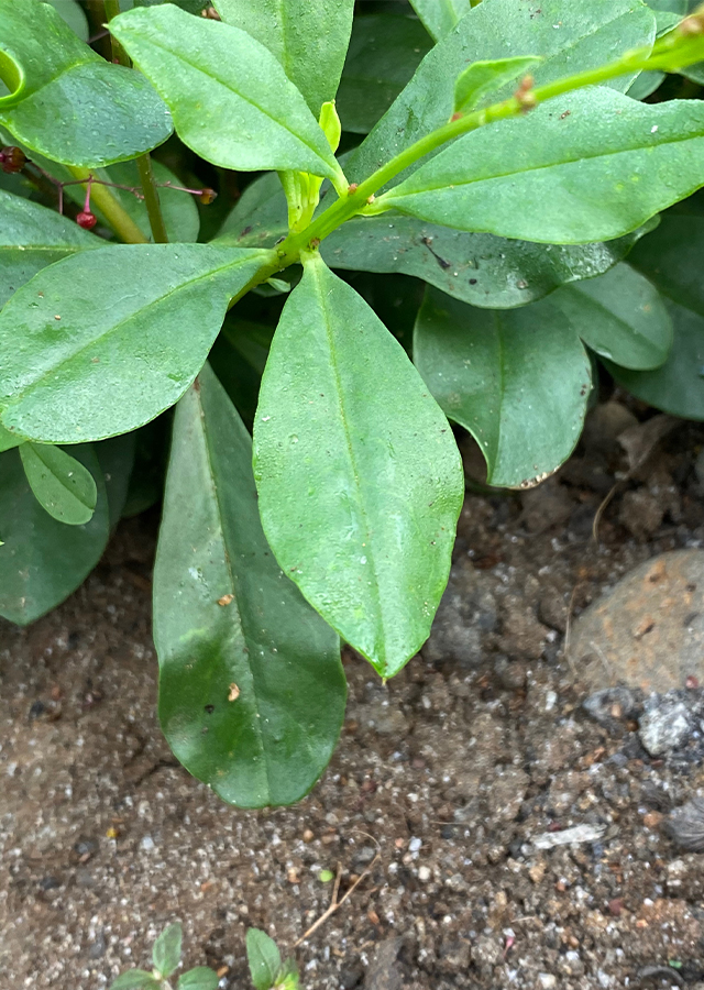 Penyebaran Ginseng Jawa