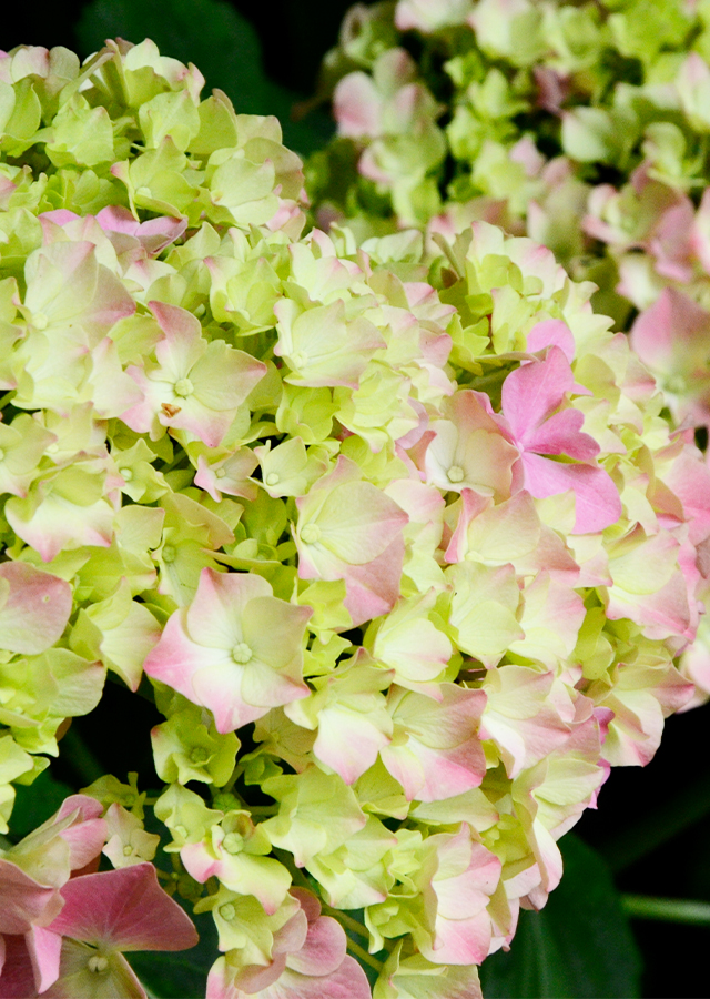 Penyebaran Hortensia