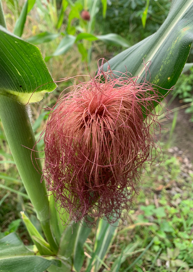 Penyebaran Jagung