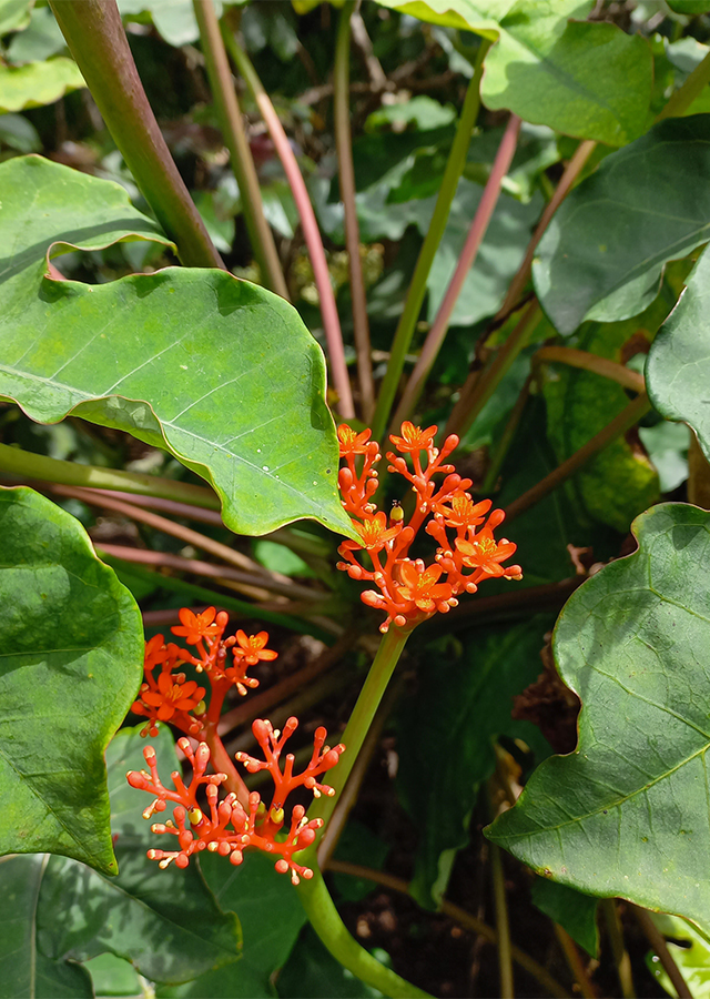 Penyebaran Jarak Bali