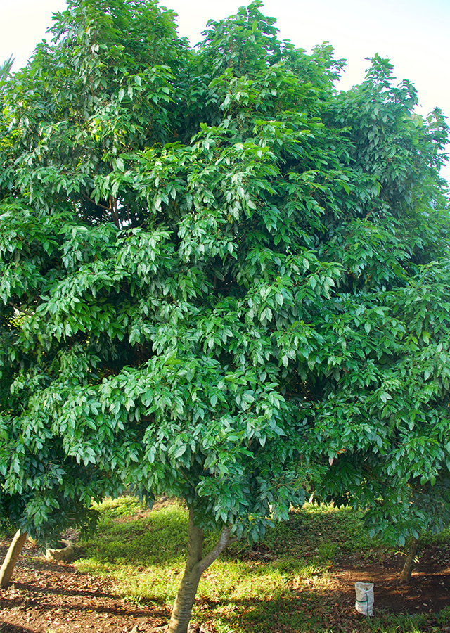 Penyebaran Jengkol