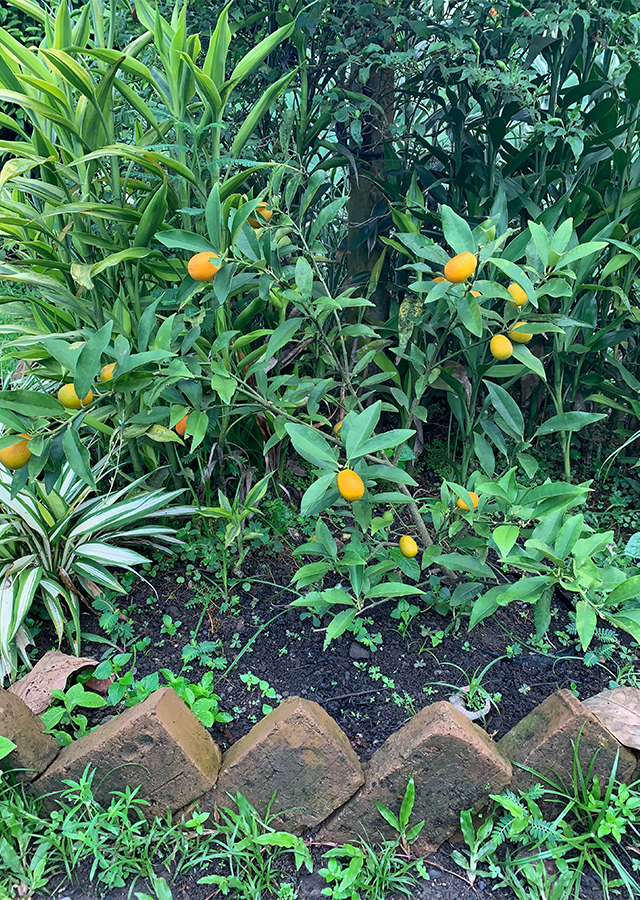 Penyebaran Jeruk Kumquat