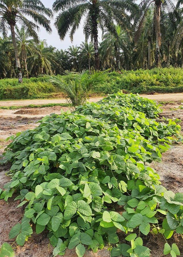 Penyebaran Kacang Benguk