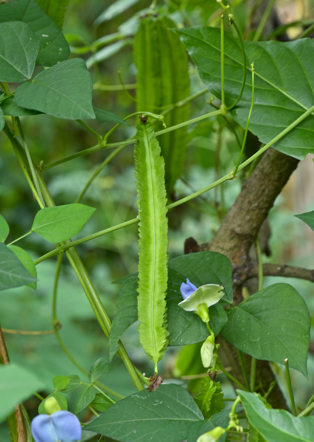 Penyebaran Kacang Kecipir