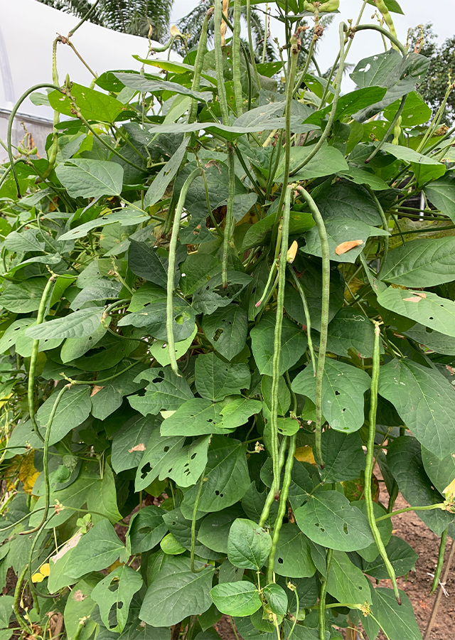 Penyebaran Kacang Panjang